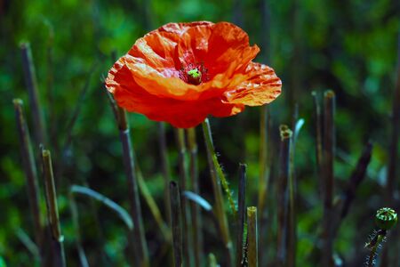 Corn poppies. Papaver rhoeas in a fieldの写真素材