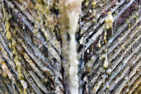 pines tree sap to get the pine resinの写真素材
