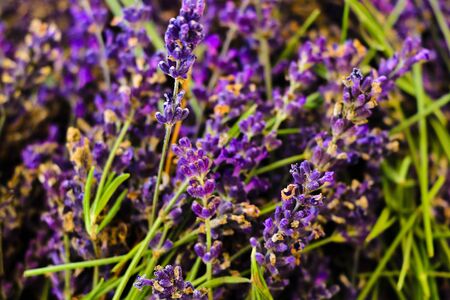 Lavender fields and macro flowers, typical Provence landscape in summerの写真素材