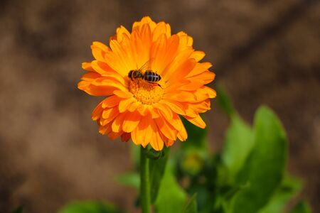 Orange pot marigold. Calendula officinalis field, natureの写真素材