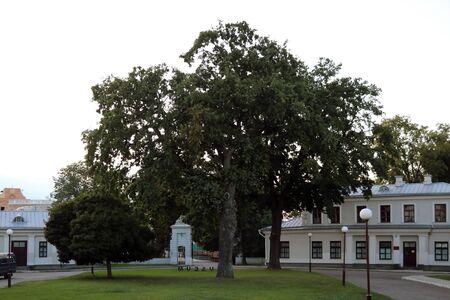 Beautiful big green tree on a sunny dayの写真素材