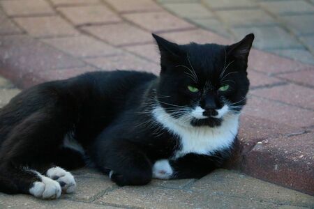 Black and white street cat lying on tileの写真素材