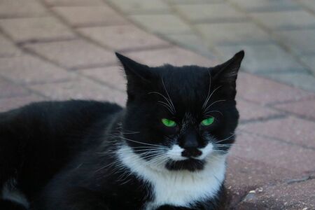 Black and white street cat lying on tileの写真素材