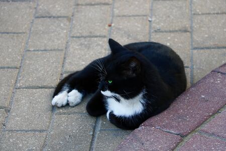 Black and white street cat lying on tileの写真素材
