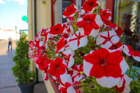 Beautiful flowerbed with many bright red petuniaの写真素材