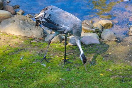 Gray crane looking for food leaning to the groundの写真素材