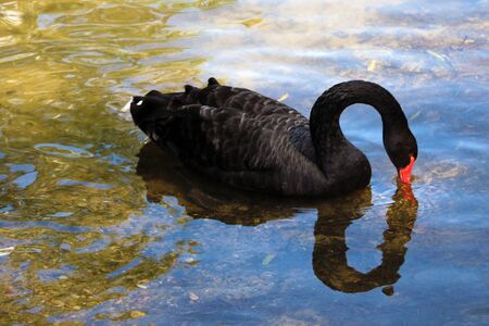 A black swan swims on a pond. Rare birdの写真素材