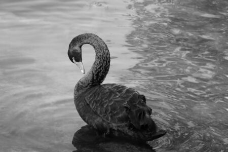 A black swan swims on a pond. Rare birdの写真素材