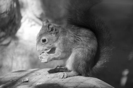 A squirrel sits on a stone and eats a nut. Black and white photoの写真素材
