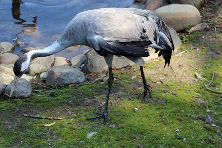 Gray crane looking for food leaning to the groundの写真素材