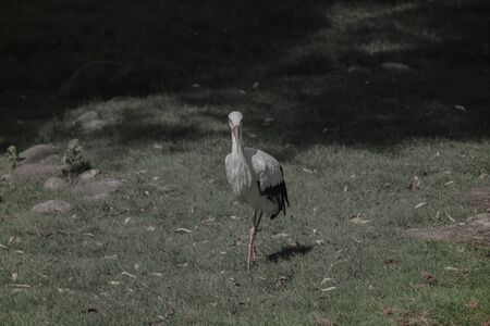 A white stork is walking on green grass and looking for foodの写真素材