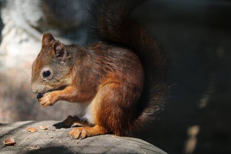 A squirrel sits on a stone and eats a nutの写真素材