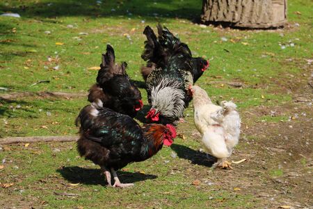 Hens and rooster walk on the lawn. Poultryの写真素材