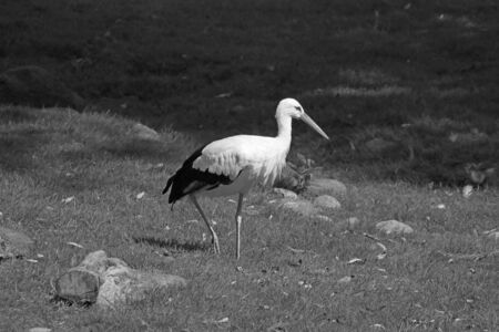 A white stork is walking on grass. Black white photo