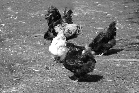 Hens and rooster walk on the lawn. Poultryの写真素材