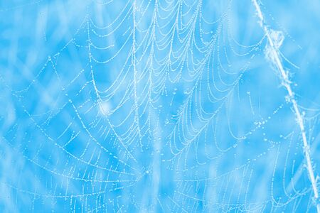 The spider web cobweb closeup background. Selective focusの写真素材