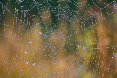 The spider web cobweb closeup background. Selective focusの写真素材