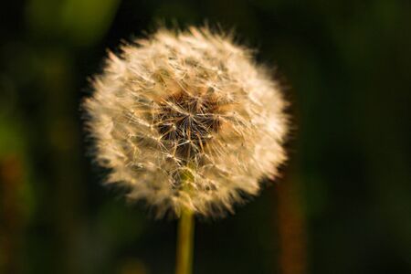 Close-up of a dandelion on a black background, selective focusの写真素材