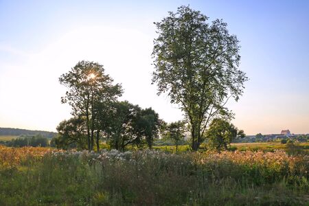 Lonely tree in a field in the countryside, selective focusの写真素材