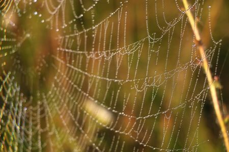 The spider web cobweb closeup background. Selective focusの写真素材