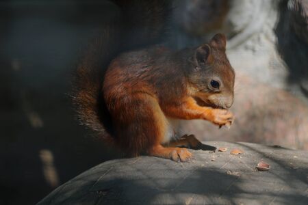 A squirrel sits on a stone and eats a nutの写真素材