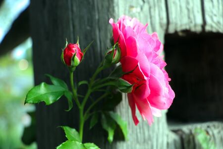 Red garden rose close-up, selective focus, natureの写真素材