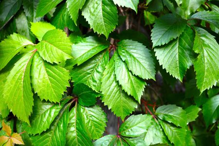Grape leaves in the garden, background, textureの写真素材