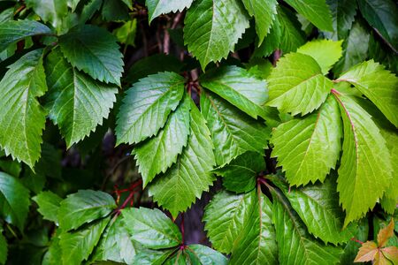 Grape leaves in the garden, background, textureの写真素材
