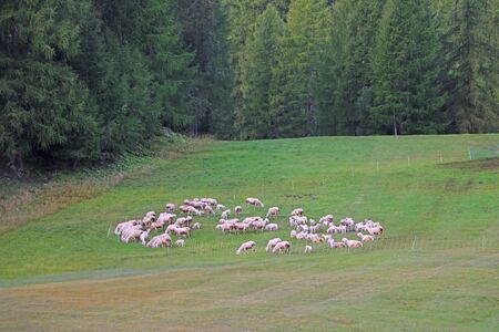 Flocks of sheep graze in alpine meadows, selective focusの写真素材