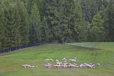 Flocks of sheep graze in alpine meadows, selective focusの写真素材