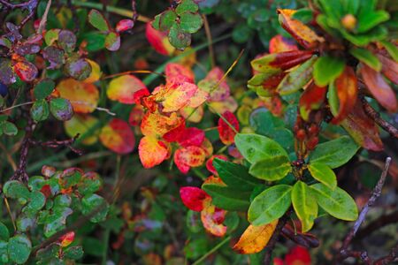 View of beautiful mountain vegetation on a rainy autumn morning. Selective focusの写真素材