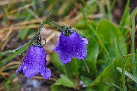 Blooming Bluebell. Harebell, Campanula Rotundifolia on the Green Meadow of Alps. Selective focusの写真素材