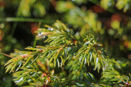 Green branch of spruce or pine with small drops of rain or dew. The light is softly falling. Selective focusの写真素材