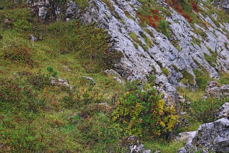 Vibrant vegetation high in the Dolomites in the fall in Italy. Selective focusの写真素材