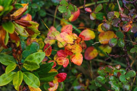 View of beautiful mountain vegetation on a rainy autumn morning. Selective focusの写真素材