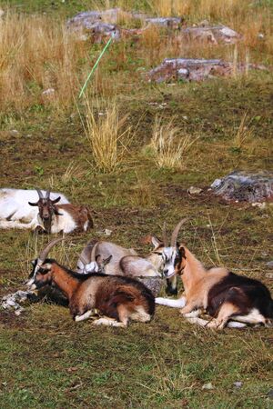 Lambs and goats lie in a meadow high in the Alps. Selective focusの写真素材