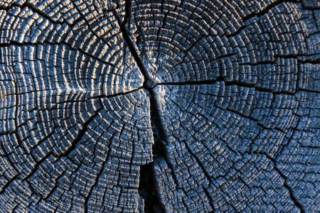Tree rings old weathered wood texture with the cross section of a cut logの写真素材
