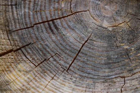 old tree stump texture background, nature patternの写真素材