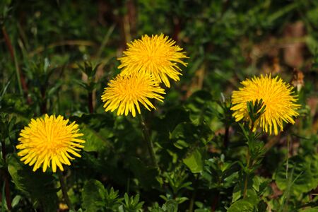 Macro Photo of a dandelion plant. Dandelion plant with a fluffy yellow bud. Selective focusの写真素材