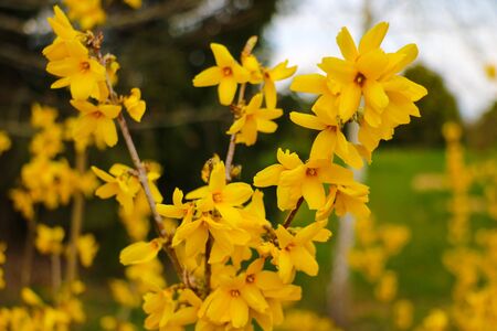 Forsythia flowers in front of with green grass and blue sky. Golden Bell, Border Forsythiaの写真素材
