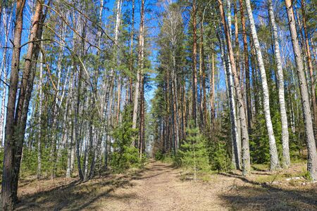 Beautiful young not dense fir and pine forest. Selective focusの写真素材