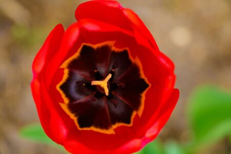 Top view of a blossoming tulip flower. Macro photo. Selective focusの写真素材