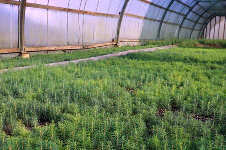 Groups of young needles are grown in the greenhouse. Selective focusの写真素材