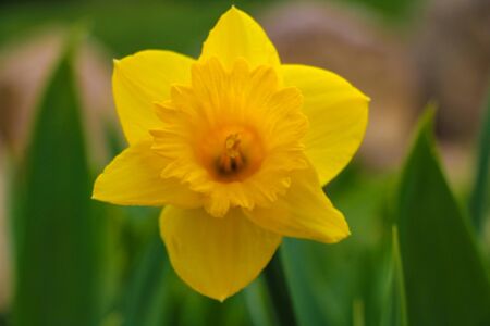 Yellow Daffodil flower close up, known as Narcissus rupicola Dufour. Narcissus is a genus perennial plants of the Amaryllidaceae or amaryllis familyの写真素材