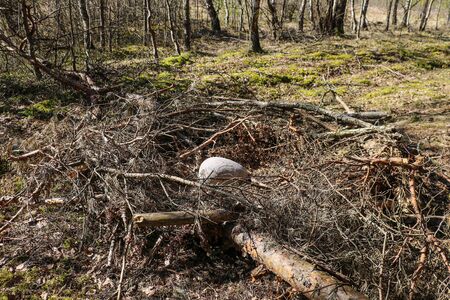 Branches of a broken tree in the forest. Selective focusの写真素材