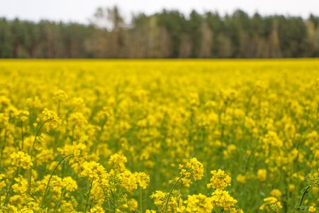 Yellow field rapeseed in bloom, selective focusの写真素材