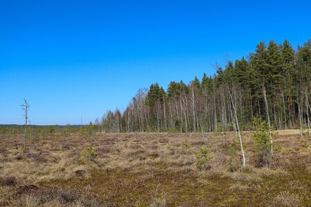 View of a young beautiful swamp. A plot of terrain characterized by excessive moisture, a hygrophilous living ground cover. Selective focusの写真素材