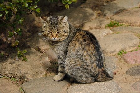 Beautiful domestic cat basks in the sun near a green bushの写真素材