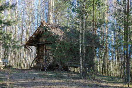 Old small wooden house in a spruce forestの写真素材