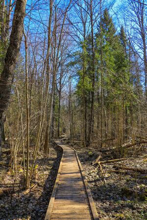 Trail for walking through the dense forest. Selective focusの写真素材